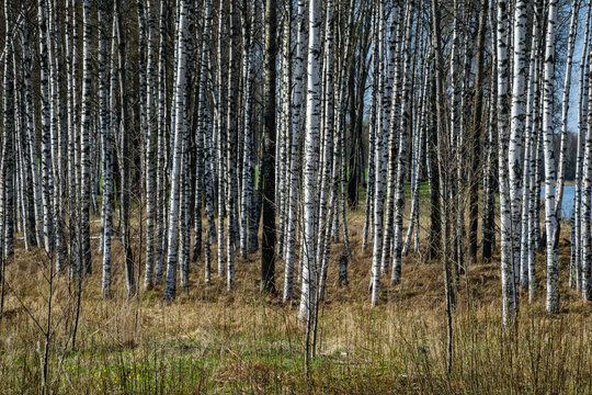 birch tree trunk textured background pattern