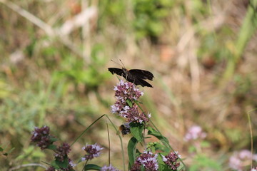 Butterfly preparing to take flight from oregano flower