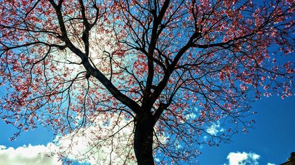 Twigs and Flowers