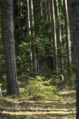 Obraz premium tree trunk textured background pattern