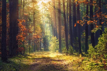 Wall murals Forest Autumn forest landscape. Colorful foliage on trees and grass shining on sunbeams. Amazing woodland. Scenery fall. Beautiful sunrays in morning forest
