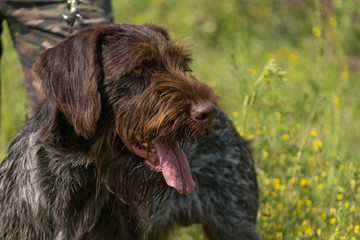 Portrait of a German wirehaired pointer sitting next to his owner.