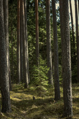 tree trunk textured background pattern