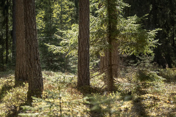 Obraz premium tree trunk textured background pattern