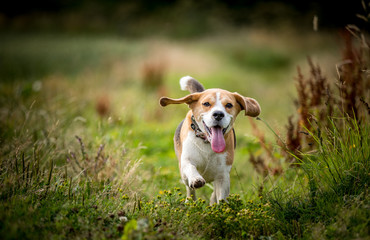 The Beagle