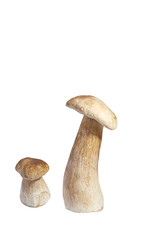 Two mushroom isolated on a  white background. Boletus edulis, penny bun, cep or porcini.