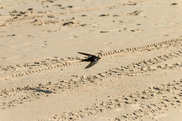 Hirundo rustica