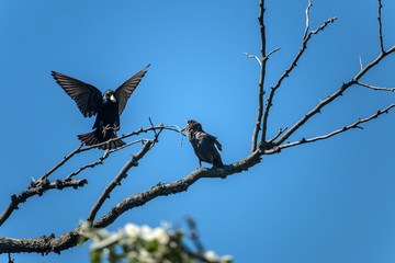 Sturnus vulgaris