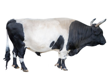 Naklejka na ściany i meble two colors bull isolated on white