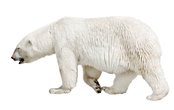 walking polar bear on white