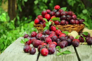 Plum spread or Cherry plum or cherry plum (Latin Prunus cerasífera), a good harvest. Harvest. Selective focus, side view, space for copy.