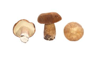 Three mushrooms collected in a forest isolated on a  white background. Boletus edulis, penny bun, cep or porcini.