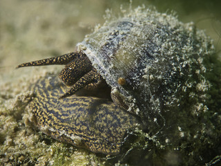 Lister's river snail, Spitze Sumpfdeckelschnecke (Viviparus contectus)