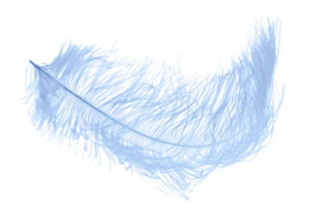 blue large fluffy feather on white