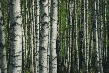 birch tree trunk textured background pattern
