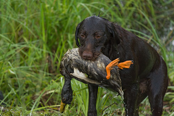 German wirehaired pointer hold a duck in the mouth.