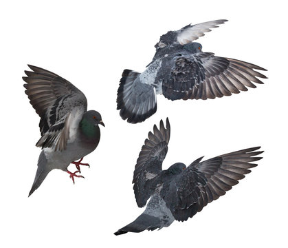 three isolated on white dark grey pigeons