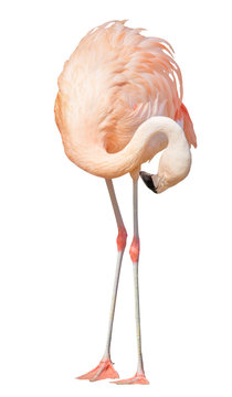 Fototapeta isolated on white one flamingo