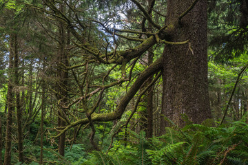Large wooden tree trunk stands in the brush of a Oregon rainforest on the Pacific Coast.