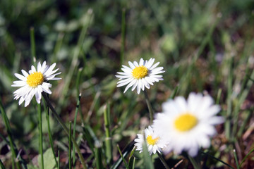 G&auml;nsebl&uuml;mchen
