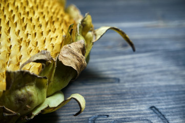 Empty sunflower head on gray rustic wood background