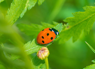 ladybug, river Svisloch, Minsk