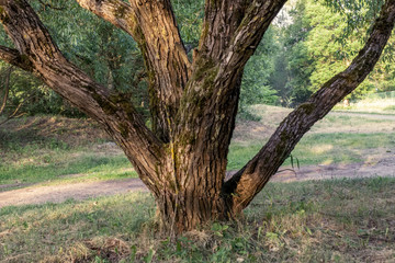 Fototapeta premium tree trunk textured background pattern