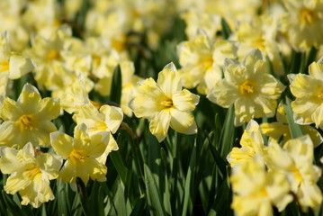 Obraz premium white daffodils on a flower bed in a park.