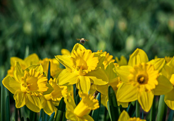 yellow daffodils on the flowerbed in the park