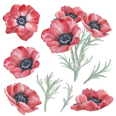 Handpainted watercolor red anemone flowers set in vintage style