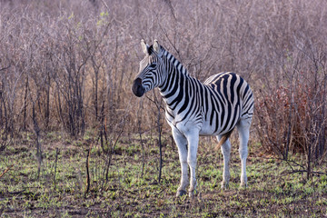 zebra (Equus quagga)