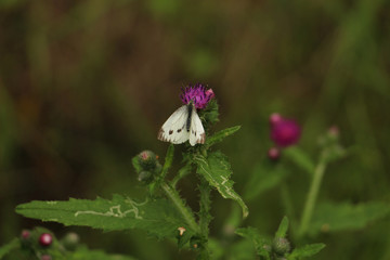 butterfly sitting on a thistle flower