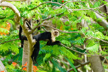 capuchin monkey (Cebus capucinus) lying in a tree