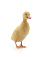 One yellow duck.
