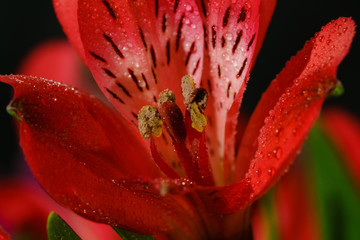 peruvian lily