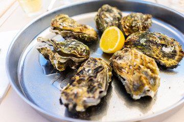 Fresh Oysters close-up
