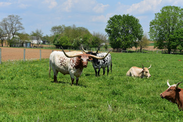 Beautiful Farm with Livestock on a Spring Day