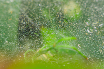web and drops of macro water