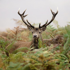 Red Deer (Cervus elaphus) stag on a foggy morning