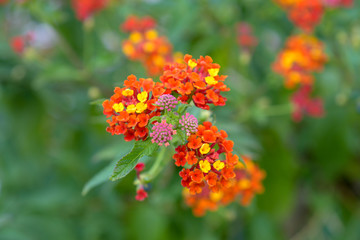 fb.me/lehmannpictures