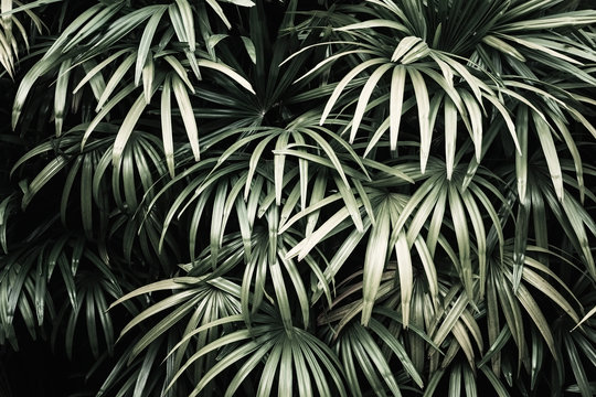 Deep dark faded green palm leaves pattern. Creative layout. Image filter effect