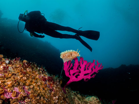 buzo observando biodiversidad de los fondos marinos de Chile