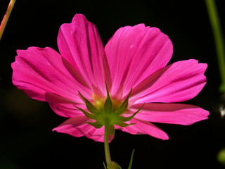 Obraz premium Magic edible flower in BIO farm garden in Aurich Ostfriesland North Sea - essbare Blume in BIO Bauerngarten - yellow gelb pink rosa orange Blüte blühen blooming Sommer summer Kräutergarten herbs wild