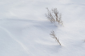 Dry brown grass in white snow. Dry plants appear through loose snow.