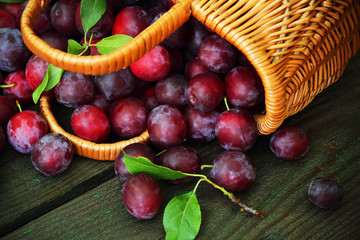 Plum spread or Cherry plum or cherry plum (Latin Prunus cerasífera), a good harvest. Harvest. Selective focus, side view, space for copy.