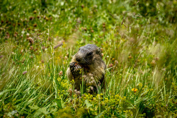 Marmot Sitting in the Grass on GrossGlockner Hochalpenstrasse and Eats Carrot