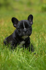 Fototapeta premium Französischer Bulldoggenwelpe in einer Wiese