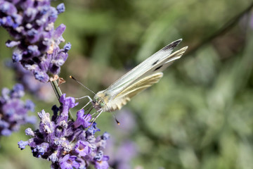 small cabbage white (Pieris rapae) on lavender