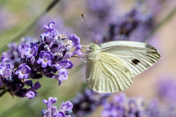 small cabbage white (Pieris rapae) on lavender