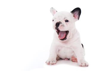 Gähnender Welpe isoliert auf weißem Grund